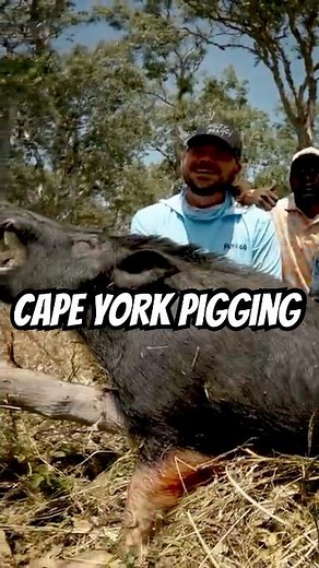 Pig Hunting in Cape York | Dogs Lead the Way