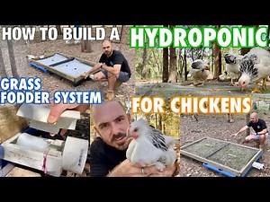 How to Build a Hydroponic Grass Fodder System for Chickens