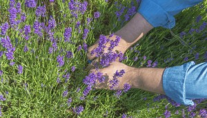 When To Harvest Lavender (  Tips on Storing, Drying & Using)