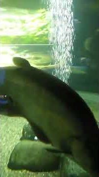 巨大熱帯魚！　インディアン　ナイフフィッシュ