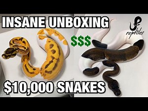 INSANE UNBOXING FROM JKR/OZZY BOIDS $$$ 8 NEW SNAKES | BALL PYTHONS #REPTILES #BALLPYTHON #SNAKES