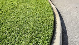 St. Augustine Grass Turning Yellow: 11 Causes & How To Revive