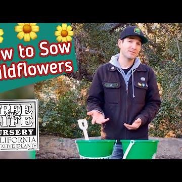 How to Sow Wildflower Seeds