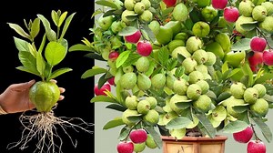1.2M views · 23K reactions | Best Idea!! Great Unique Skill Growing Guava with Apples fruit Get fruit incredible , How to grow tree ep6 #growingtree #naturelife #fruits #relax #farmlife #gardening #vegetables #fruit #satisfying #growtree #greenplant #fruitsfarmer #greenlife #videoviral #plantgrowing #virals #viralpost #viralpost #garden #fruits #farm #farmer #farming #unique #farmerlife #trees #technology #agriculture | Wow 99 | Facebook