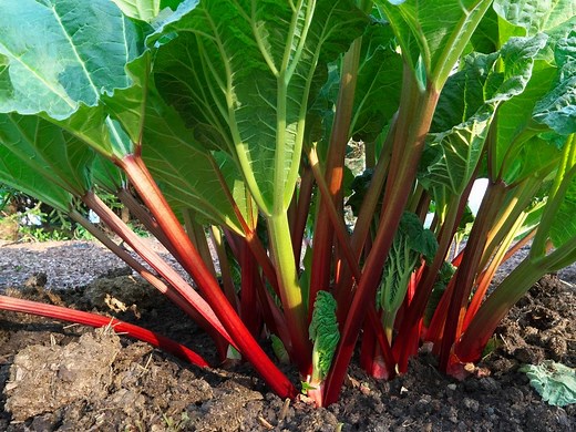 How To Grow, Care For And Harvest Rhubarb - Bunnings Australia