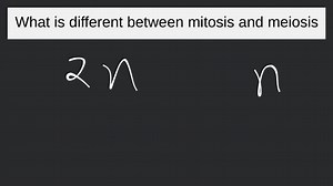 List the main differences between mitosis and meiosis.... | Filo