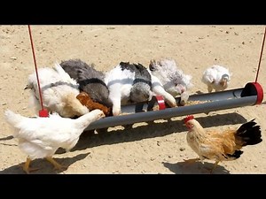 DIY Chicken Feeder Using PVC Pipe