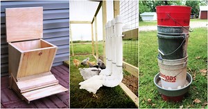 15 Homemade DIY Chicken Feeder Ideas