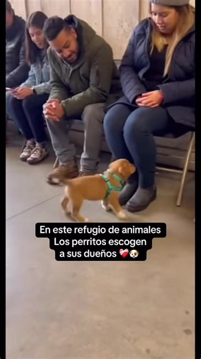 🥹🥹🐾🐾#perritos #animales #adoption #amor #familia | los perros eligen a su dueño