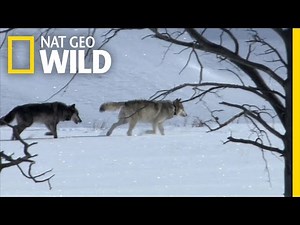 The Invaders | She Wolf