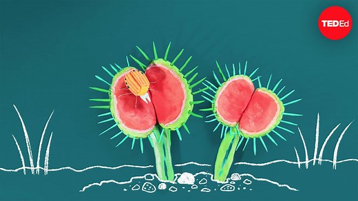The wild world of carnivorous plants