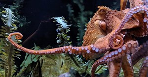 9 Giant Pacific Octopus Facts That Will Blow Your Mind!