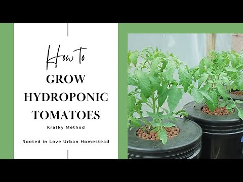 How To Grow Hydroponic Tomatoes | Kratky Method
