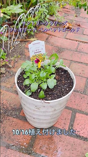 サントリーフラワーズ フィオリーナ ベルベットゴールド #ビオラ #サントリーフラワーズ #冬の花 #春の花 #ガーデニング