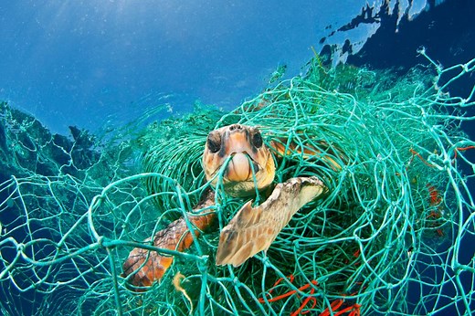 Oceans and Plastics Pollution classroom resource
