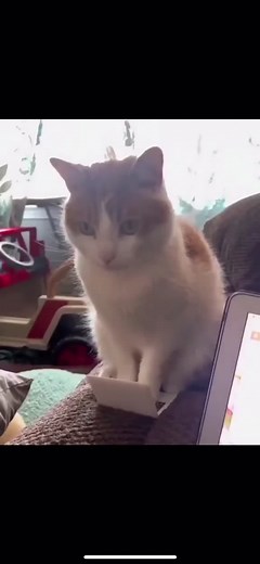 Cat Typing on Laptop Funny Compilation