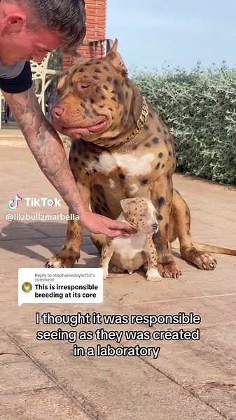 Laboratory-Bred Hybrid Dogs: Behind the Scenes