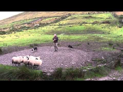 Sheep Dog Demonstration - Ireland