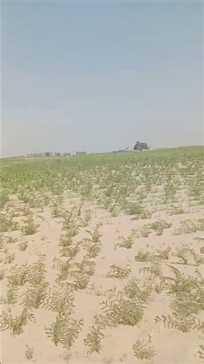 Watch the full of smart straw handling — from picking to packing to tran help by umama foundation