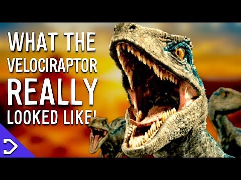 What Did The Velociraptor REALLY Look Like?