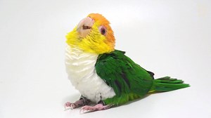 Parrots—beloved as pets for their intelligence and social skills—are among the most threatened birds on earth. https://on.natgeo.com/2sWGusM | National Geographic History