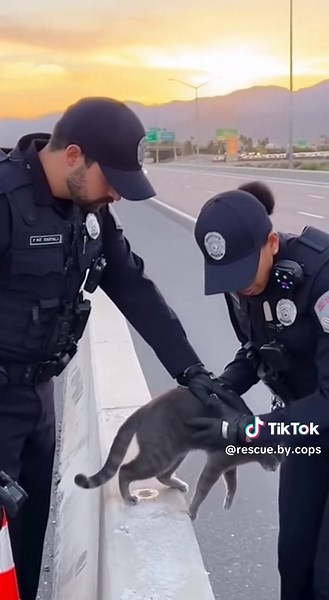 Cops Save a Stranded Cat in Heartwarming Rescue