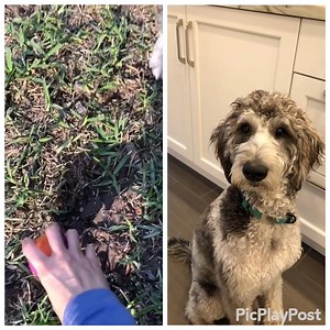 10K views · 303 reactions | UPDATE: RORY HAS FOUND HER FOREVER HOME! Rory-TX, a 9 month old female Aussiedoodle, is available for adoption; she is in a foster home in Houston, TX. We have specific requirements for her new home so please read her listing thoroughly to see if you meet the requirements: https://www.petfinder.com/dog/rory-tx-41214104/tx/houston/idog-rescue-inc-tx1224/ | IDOG Rescue - Labradoodle & Goldendoodle Rescue | Facebook