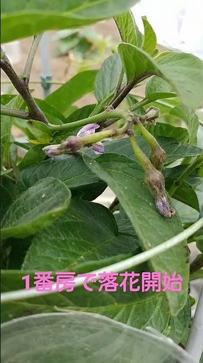 初めてペピーノを植えてみた