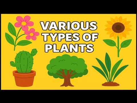 Various Types of Plants - Trees, Shrubs, Herbs, Climbers & Creepers II EVS II KIDS Learning Video 