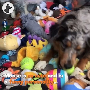 1.8M views · 10K reactions | This hilarious Mini Australian Shepherd is so dramatic when he wants attention   | Go Fetch | Facebook