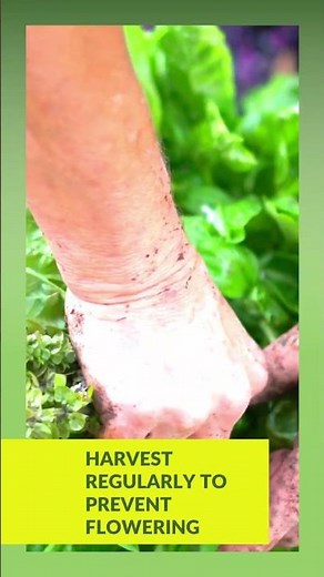 How to Harvest Basil Without Killing the Plant