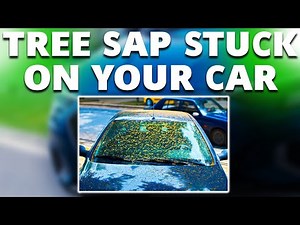 Tree Sap Stuck on Your Car? (How To Clean It Off)