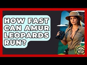 How Fast Can Amur Leopards Run? - The Wild Life Explorer