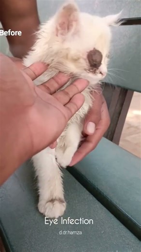 Eye Infection | Enucleation in cat | Dr.Hamza