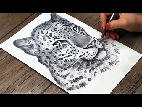How to Draw a Realistic Big Cat with Pencil | Big Cat Head Drawing Step by Step