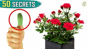 172K views · 6K reactions | These 50 gardening rules of thumb, Do’s and Don’t’s, tips & tricks can make all the difference and make you a gardener with a GREEN THUMB! Whether you are a beginner or an expert, Please read and implement all these 50 rules and be a successful gardener! | Garden Tips | Facebook
