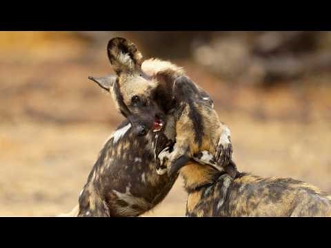 African Wild Dogs: Top 10 Facts About Wild Dogs of Africa