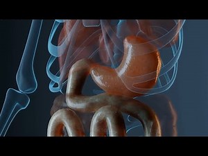 Digestive System | 3D Animated Explanation | GIT
