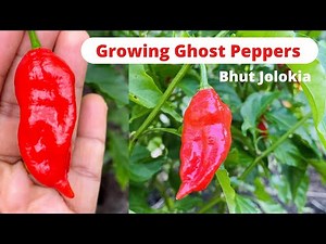 Growing Ghost Peppers | Bhut Jolokia | Growing Extremely Hottest Pepper in the World