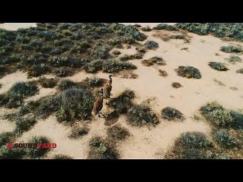 Emu Walking Across the Arid Australian Outback | Wildlife in the Bushland