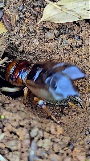 Cricket Chirping Sounds During the Breeding Season #tropicalinsects #cricket