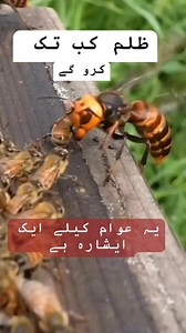 5.1M views · 10K reactions | Burhan Khan on Reels | Facebook