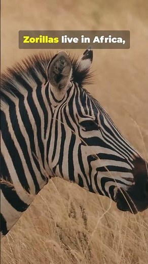 🦨 Zorilla | Africa’s Fearless “Skunk” with a Powerful Defense 😱🔥 #facts#nature #wildlifeshorts