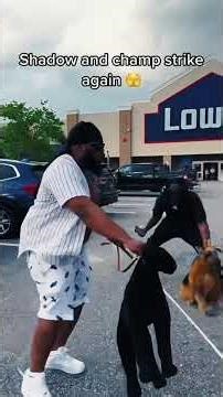 Shadow relax 🤣🤣🤣#fyp #funny #foryoupage #prank