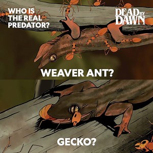 A gecko is a quick-footed hunter, but weaver ant colonies can get up to nearly half a million ants. So who's the real predator? | National Geographic Animals