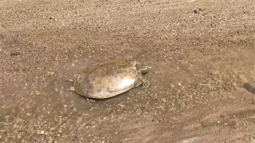 Some turtles are built for speed! Spiny softshell turtles are often found basking on the banks of slow-moving rivers. When frightened, these turtles can clock up to 15 miles per hour on their way back to the water! -JFK, Naturalist | Cleveland Metroparks