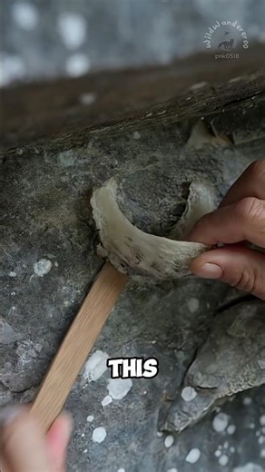 "This Bird Builds Its Nest with Saliva!"