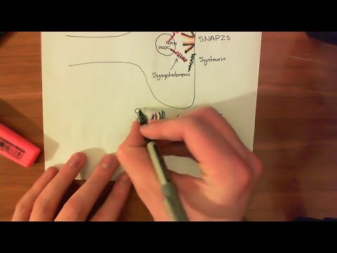 Introduction to SNARE Proteins