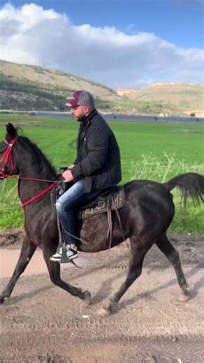 ‏#חוותאלחאמד #مربط_الحامد #foryou #fyp #viral