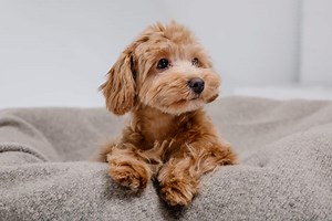 How Much Does a Maltipoo Cost? (2025 Price Guide)
